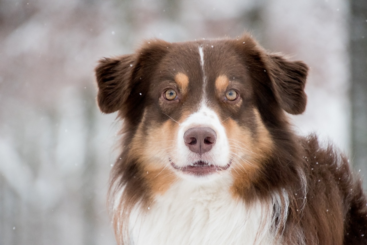 The Intelligence of Australian Shepherds